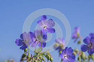 Geranium pratense blue purple meadow flowering plant, group of wild petal flowers in bloom