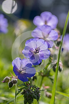 Geranium pratense blue purple meadow flowering plant, group of wild petal flowers in bloom
