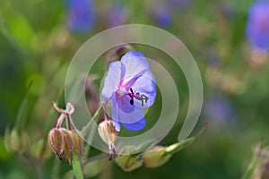 Geranium pratense, meadow crane\'s-bill flowers closeup selective focus