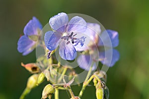 Geranium pratense, meadow crane\'s-bill flowers closeup selective focus