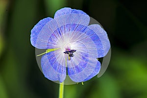 Geranium pratense,meadow cranesbill