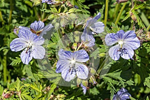 Geranium Pratense `Mrs Kendall Clark`