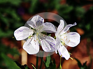 Geranium pratense `Splish-Splash`