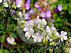 Geranium pratense `Splish-Splash`