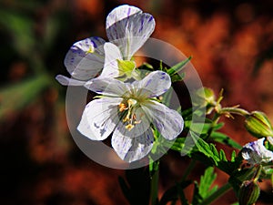 Geranium pratense `Splish-Splash`