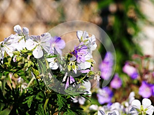 Geranium pratense `Splish-Splash`