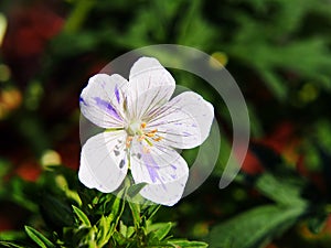 Geranium pratense `Splish-Splash`