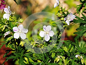 Geranium pratense `Splish-Splash`