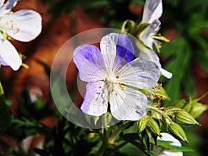 Geranium pratense `Splish-Splash`