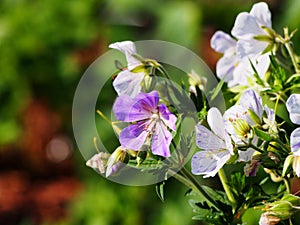 Geranium pratense `Splish-Splash`