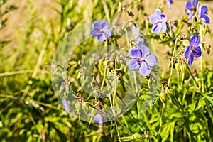 Geranium pratense in time of flowering meadow.