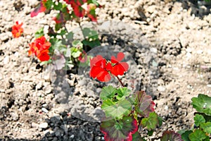 Geranium red bright flowers blooming on a sunny day