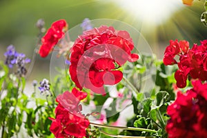 Geranium red flower. Beautiful geranium flowers blooming on a terrace, outside. Nature. Pelargonium. Geranium Peltatum