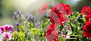 Geranium red flower. Beautiful geranium flowers blooming on a terrace, outside. Nature. Pelargonium. Geranium Peltatum