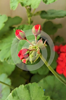 Geranium red flower