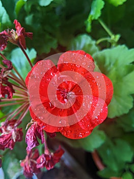 Geranium red flower with dewdrops