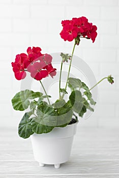 geranium with red flowers in a white flower pot