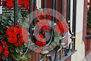 Geranium with red inflorescences outside of the house.