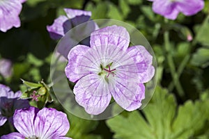 Geranium x riversleaianum `Mavis Simpson`