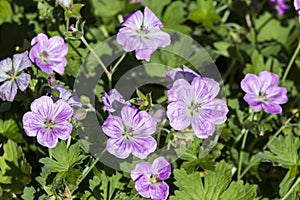 Geranium x riversleaianum `Mavis Simpson`