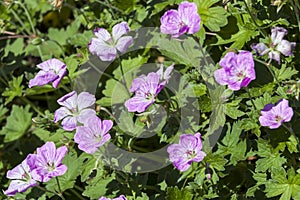 Geranium x riversleaianum `Mavis Simpson`