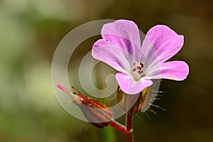 Geranium robertianum