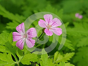 Geranium Robertianum