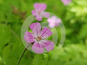 Geranium Robertianum