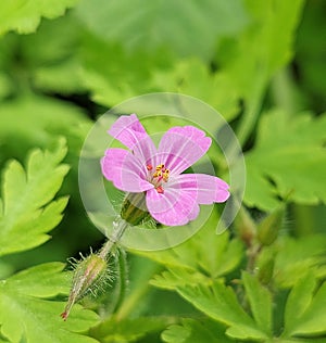 Geranium robertianum