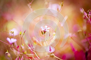 Geranium robertianum blossoming on yellow ,red ,brown ,white with pink background