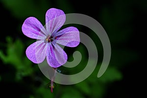 Geranium robertianum, commonly known as herb-Robert, or in North America Roberts geranium