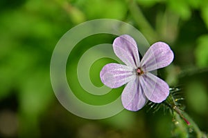 Geranium robertianum flower