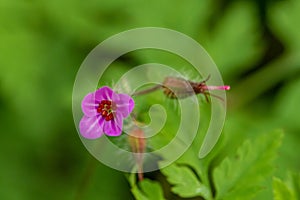 Geranium robertianum growing in the field