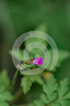 Geranium robertianum growing in the forest