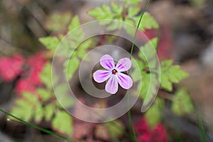 Geranium robertianum, herb-Robert flower closeup selective focus