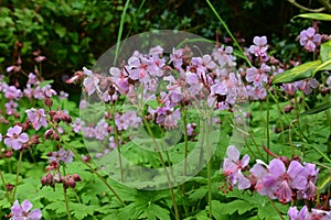 Geranium robertianum - herb-Robert, Norfolk, England, UK