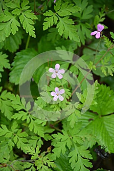 Geranium robertianum - Herb-Robert, Red Robin, Death come quickly, Storksbill, Fox geranium, Stinking Bob, Crow`s Foot Roberts