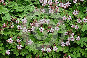 Geranium robertianum - herb-Robert, Secret Gardens, Norfolk, England, UK