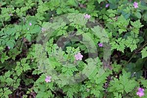 Geranium Robertianum or wild Herb Robert small, light pink, five-petalled flowers with fern like leaves blooming in a spring lawn.