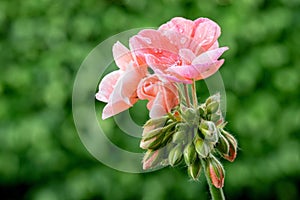 Geranium rosa - Pelargonien - with raindrops - close-up