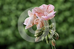 Geranium rosa - Pelargonien - with raindrops - close-up