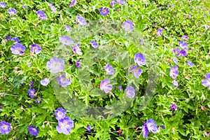 Geranium Rozanne flowers in Voorschoten, Netherlands.