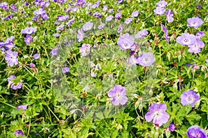 Geranium Rozanne flowers in Voorschoten, Netherlands.