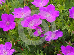 Geranium sanguineum - bloody cranesbill, bloody geranium