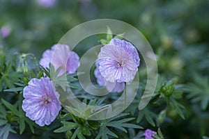 Geranium sanguineum Striatum beautiful ornamental park flowering plant, group of light pink white flowers in bloom