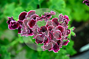 Geranium The scientific name is Pelargonium x hortorum L.H.Bail. Dark purple petals and white flower edges