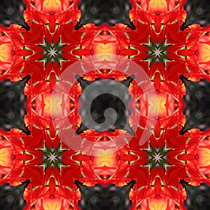 Geranium-2- seamless texture