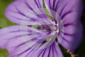 Geranium sp. flowers