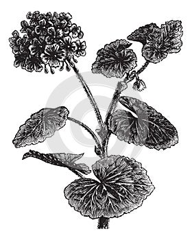 Geranium or Storksbill or Pelargonium sp., vintage engraving