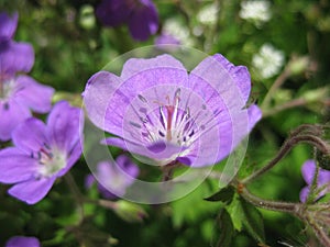 Geranium sylvatica